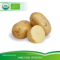 Bulk Supply in Bulk 25kg Food Grade Dry potato powder Organic Potato Starch powder